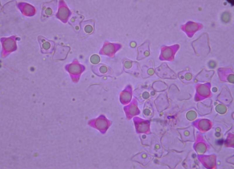in alta quota nei miei Sibillini